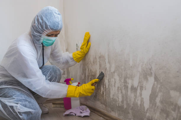 Best Black Mold Removal  in Concordia, NJ