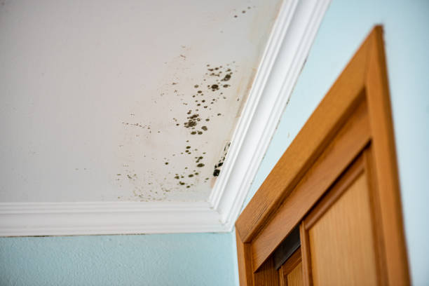 Best Certified Mold Removal  in Concordia, NJ