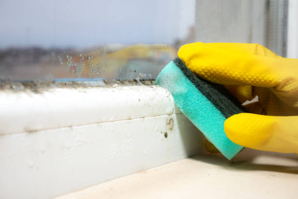 Best Mold Remediation  in Concordia, NJ