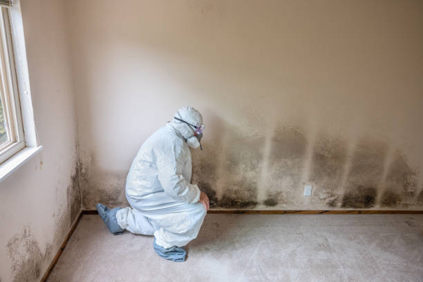 Best Mold Remediation  in Concordia, NJ