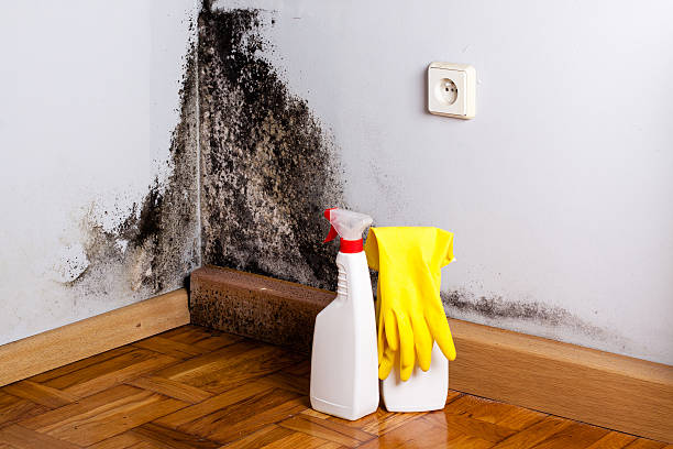 Best Commercial Mold Removal  in Concordia, NJ