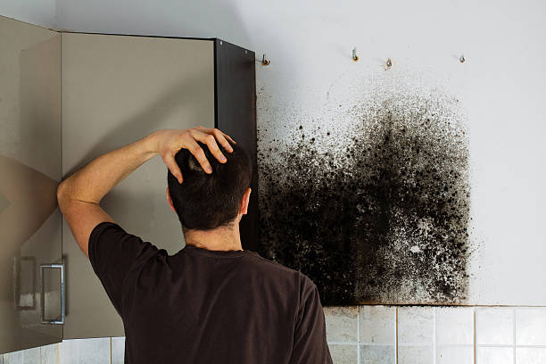Best Mold Damage Repair  in Concordia, NJ