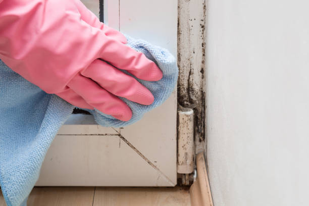 Best Mold Removal and Inspection  in Concordia, NJ