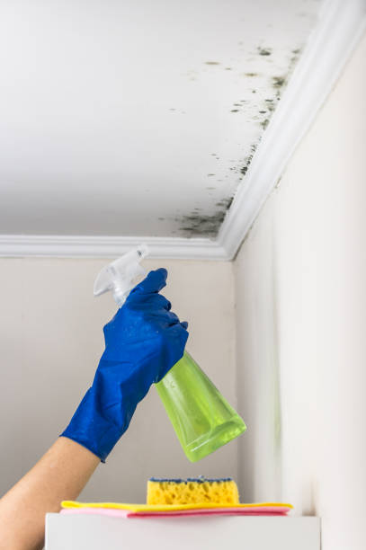 Best Mold Damage Repair  in Concordia, NJ