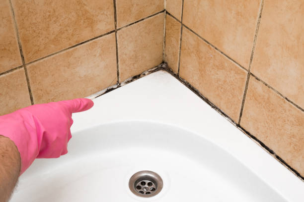 Best Mold Removal Near Me  in Concordia, NJ